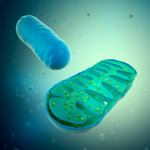 MB bolsters the efficiency of your mitochondria